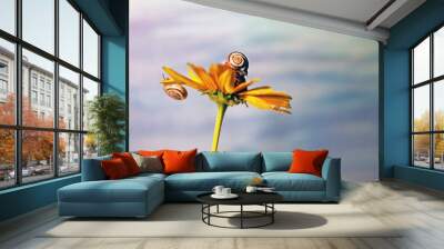 two small snails on a yellow flower on a blue background Wall mural