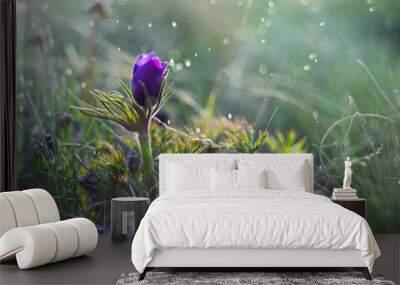 Sleep grass, snowdrop, in the spring in the steppe. Wall mural