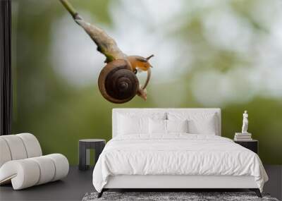 snail on a leaf Wall mural