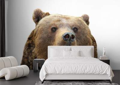 brown bear isolated portrait Wall mural