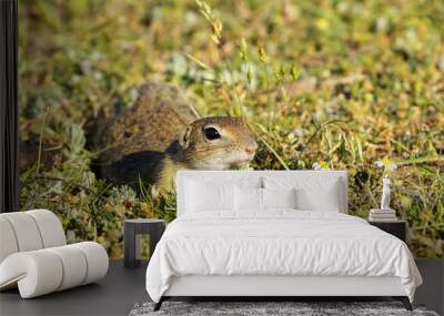 cute european ground squirrel in natural habitat Wall mural