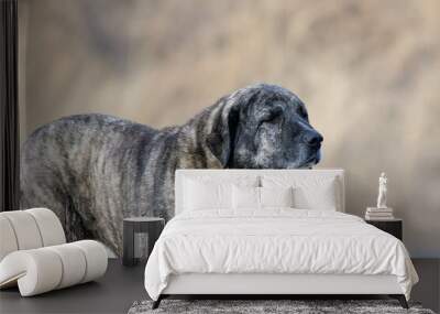 huge kangal dog closeup Wall mural