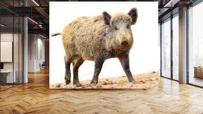 isolated walking wild boar Wall mural