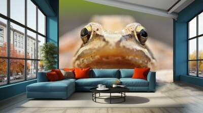 macro portrait of european grass frog Wall mural