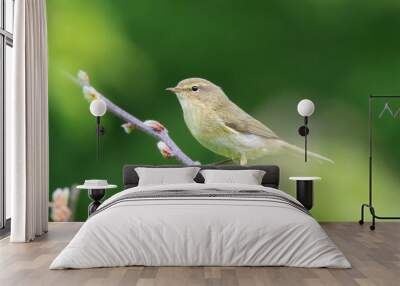 male common chiffchaff on a branch Wall mural