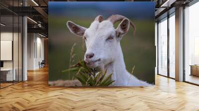 white domestic goat nibbling on wild green leaf Wall mural