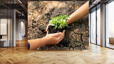 plant in two hands Wall mural