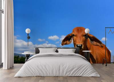 Brown calf in the green pastures on a sunny spring day with blue skies in the clouds mountains background. Wall mural