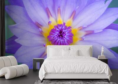 lotus flower in pond, close-up water lily and leaf, close-up flower in nature Wall mural