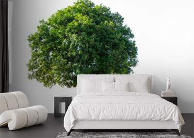 The tree is completely separated from the white ba background Scientific name  Walsura trichostemon Miq.  Wall mural