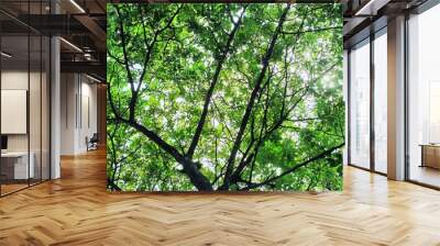 green leaves and sun Wall mural