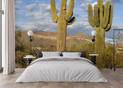 A vertical shot of two saguaro cactus standing side by side in a desert landscape with a beautiful blue sky background.  Wall mural