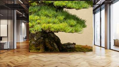 bonsai growing in pot against cream background Wall mural