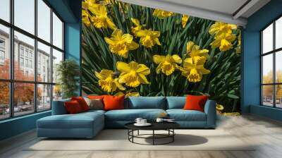 many bright yellow doffodils in full bloom in spring Wall mural