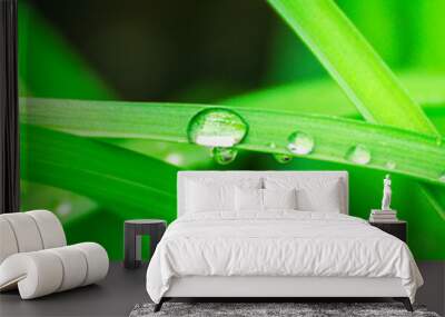 Green background with grass. Water drops on the green grass. Drop of dew in morning on a leaf. Banner, header for web design. Wall mural