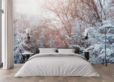 Winter natural background with pine branches in the frost. Layer of snow on branches of pine with hoar-frost. Wall mural