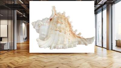 white sea shell (isolated on black background) Wall mural