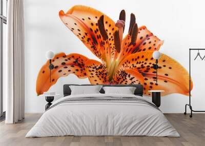 a bright orange tiger lily petal isolated on a transparent background  Wall mural