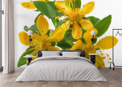 Isolated St. John's Wort Flowering Plant with Yellow Blooms and Leaves. Wall mural