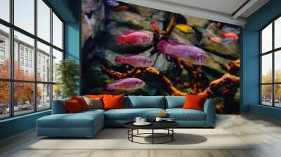 Exotic freshwater fishes in aquarium Wall mural