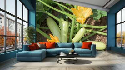 Part of the zucchini plant in a vegetable garden - leaves, stem, flower, fruit Wall mural