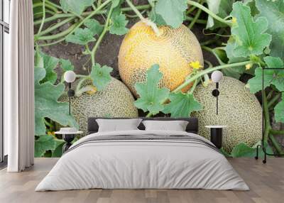 Three melons and plant Wall mural