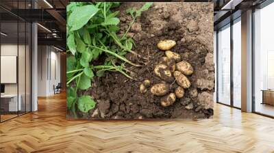 Young potato plant outside the soil with raw potatoes Wall mural