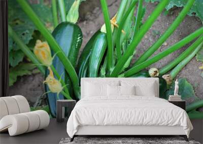 Zucchini plant Wall mural