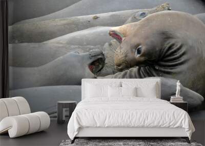 elephant seals 2 Wall mural