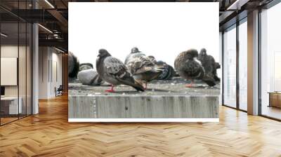 Pigeons group on a concrete roof isolated on a white background. Urban bird pest concept. Wall mural