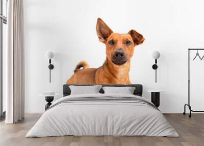 Small brown dog sitting on the floor isolated on white background. Mixed breed of parson jack russell terrier, chihuahua and german shepherd. Age 2 years.Funny dogs concept. Wall mural