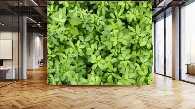 Alfaalfa lucerne plant young growth on bed in the field from above overhead top view, agrarian sideration process. Background, texture, copy space, closeup. Wall mural