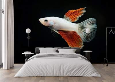 Mystic portrait of Albino Guppy Fish, isolated on black background Wall mural