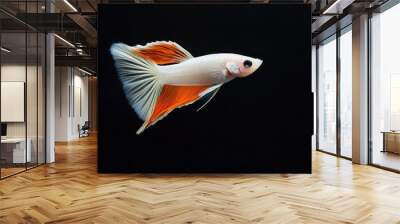 Mystic portrait of Albino Guppy Fish, isolated on black background Wall mural