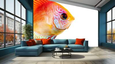 Mystic portrait of Discus Fish in studio,, isolated on white background Wall mural