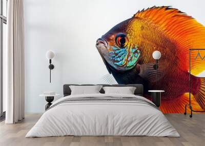 Mystic portrait of Discus Fish in studio, isolated on white background Wall mural