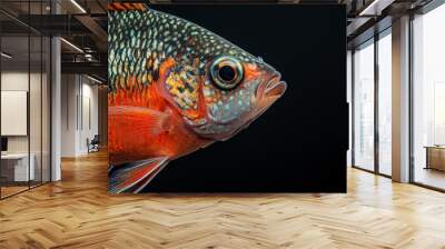 Mystic portrait of Giant Gourami fish in studio, copy space on right side, Anger, Menacing, Headshot, Close-up View, isolated on black background Wall mural