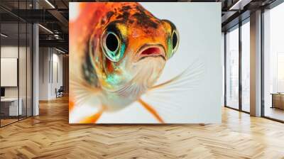 Mystic portrait of Guppy Fish, isolated on white background Wall mural