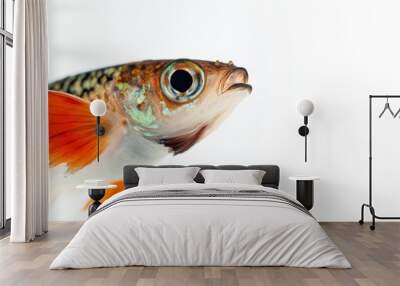 Mystic portrait of Guppy Fish in studio, isolated on white background Wall mural