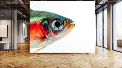 Mystic portrait of Neon Tetra Fish in studio, isolated on white background Wall mural