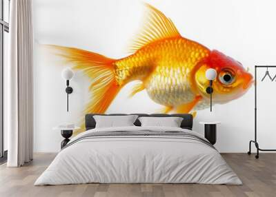 Mystic portrait of Oranda Goldfish in studio, isolated on white background Wall mural