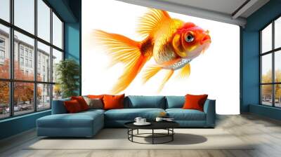 Mystic portrait of Oranda Goldfish in studio, isolated on white background Wall mural