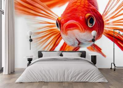 Mystic portrait of Plakat Betta Fish in studio, isolated on white background Wall mural