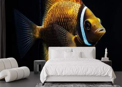 the Angelfish, Isolated on black Background Wall mural