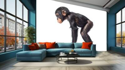 the beside view baby Bonobo primate standing, left side view, low angle, white copy space on right, Isolated on White Background Wall mural