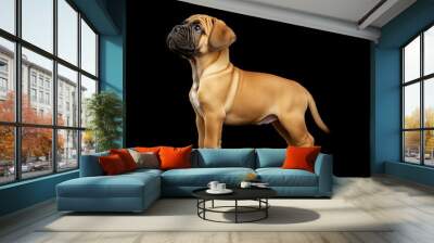 the beside view baby Bullmastiff standing, left side view, low angle, white copy space on right, Isolated on black Background Wall mural