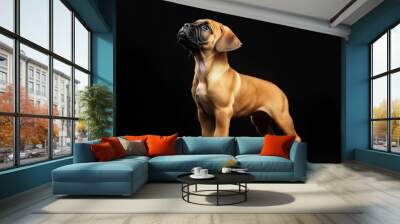 the beside view baby Bullmastiff standing, left side view, low angle, white copy space on right, Isolated on black Background Wall mural