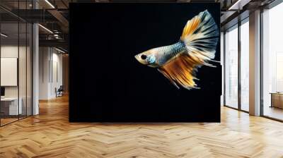 the beside view Fantail Guppy Fish, left side view, white copy space on right, Isolated on dark Background Wall mural