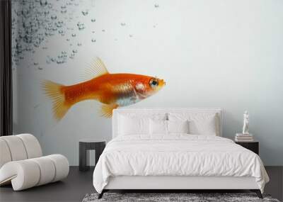 the beside view Glass Guppy Fish, left side view, white copy space on right, Isolated on White Background Wall mural