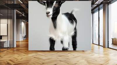 the beside view Kacang Goat standing, left side view, white copy space on right isolated on white background Wall mural